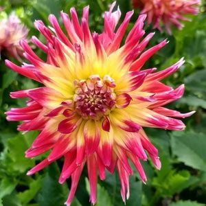 Meet your Posher, Clyde